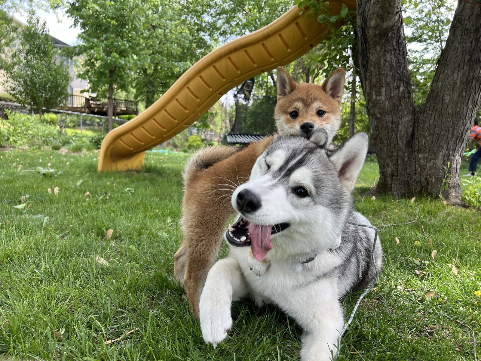 Echo and Boba playing together in the grass