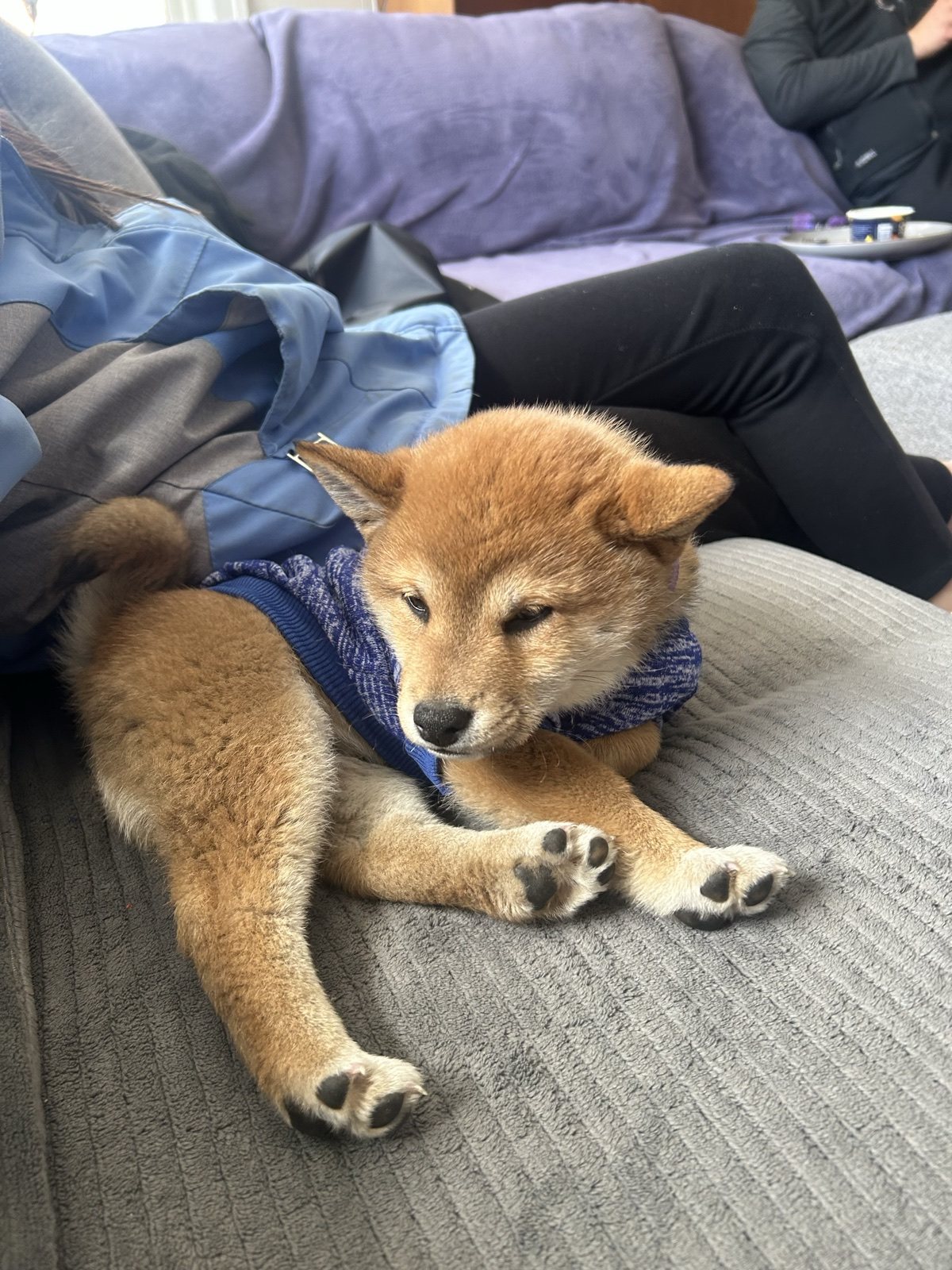 Boba resting on a couch