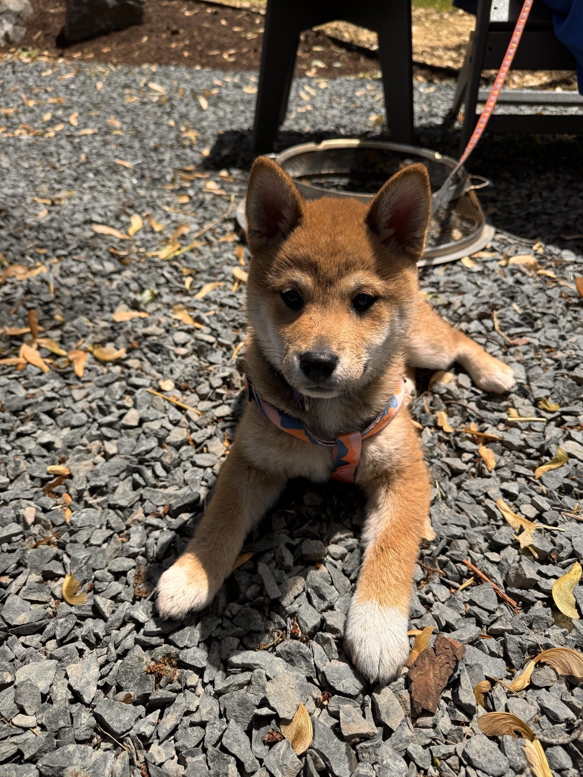 Boba sitting outside on gravel