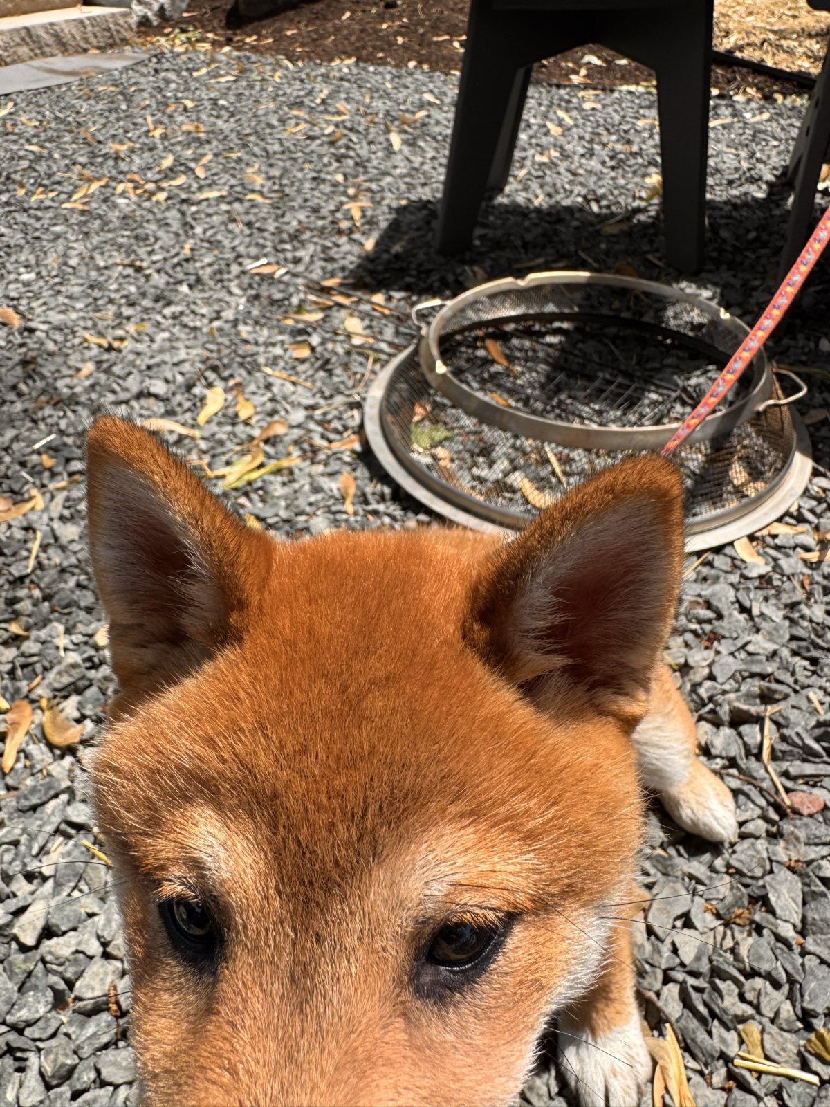 A close-up of Boba outside