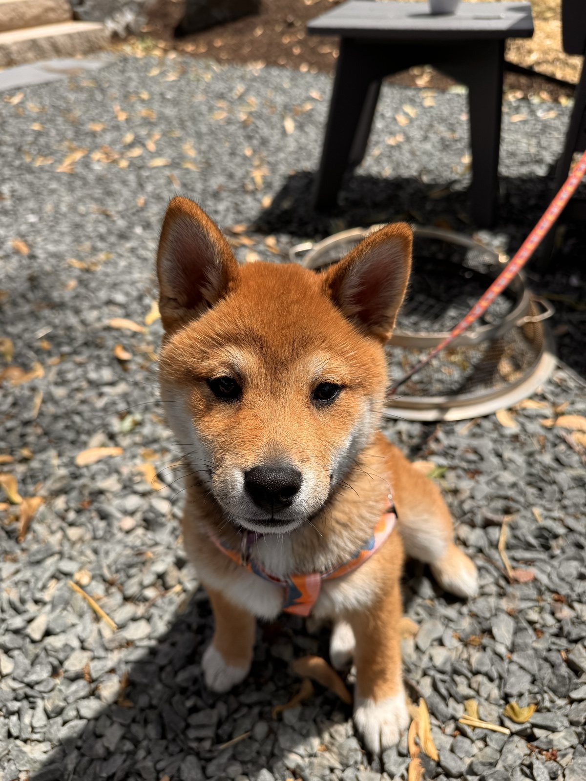 Boba looking at the camera outside