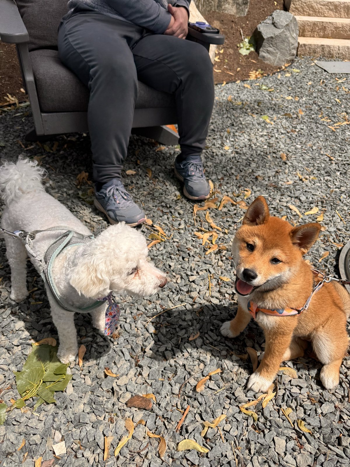 Boba meeting a small fluffy dog outside