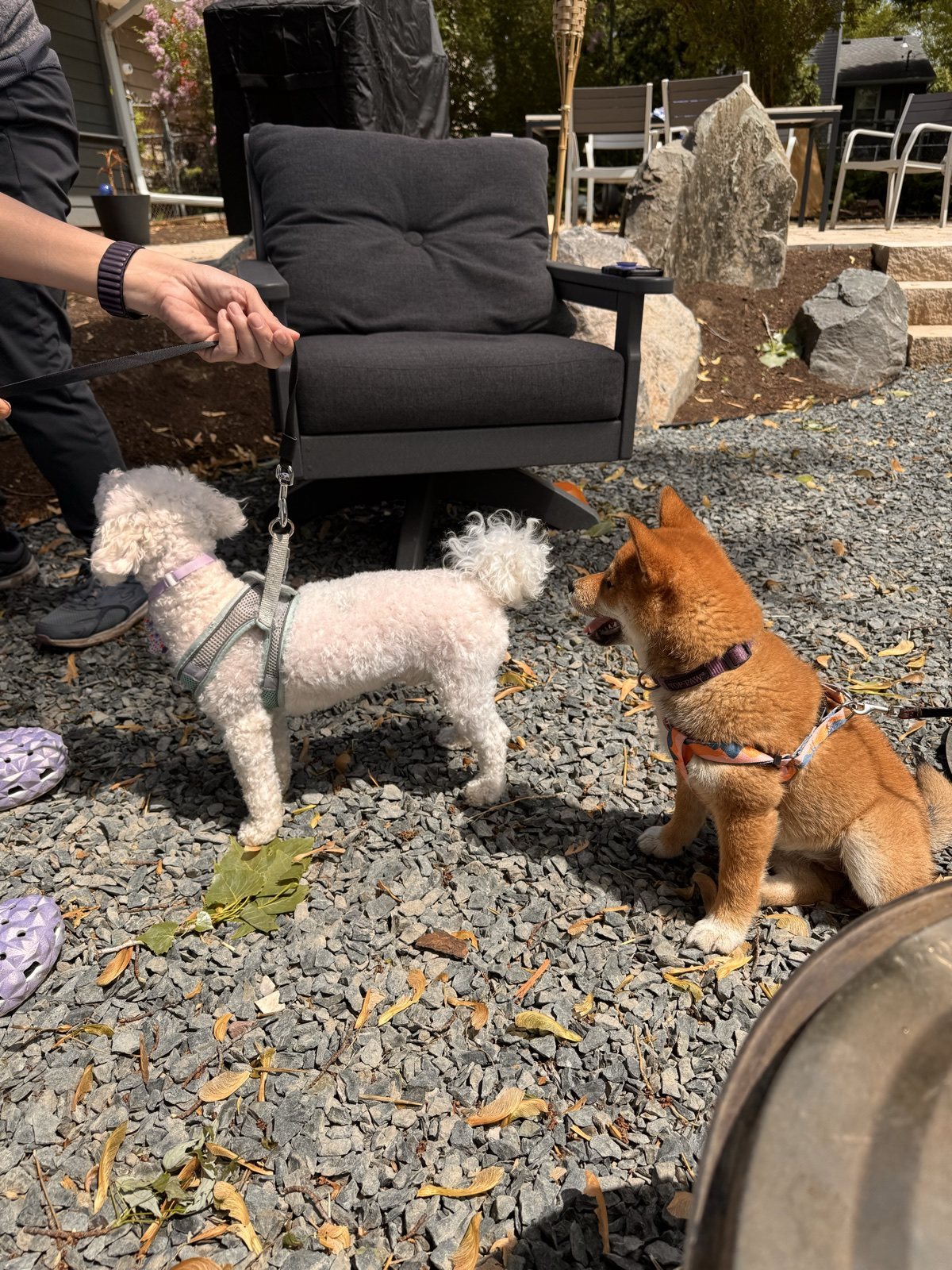 Boba and a small fluffy dog near the patio