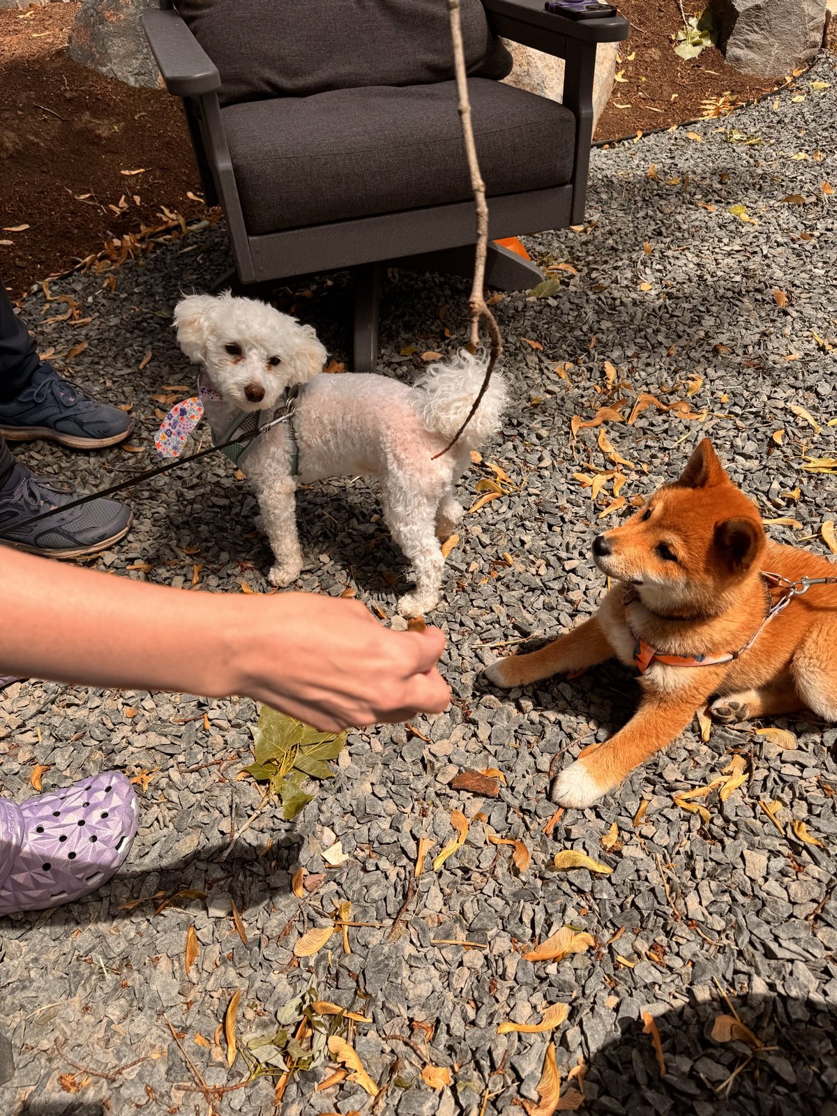 Boba sitting beside a small fluffy dog