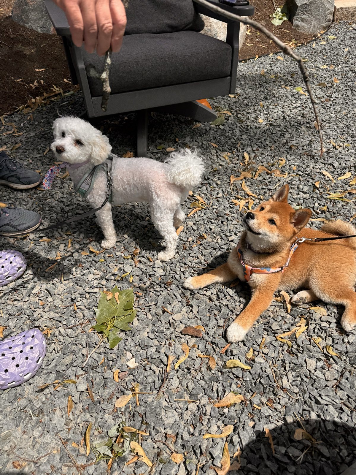 Boba and a small fluffy dog waiting outside