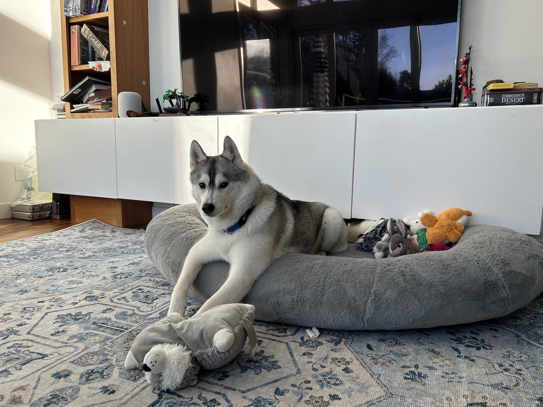 Echo relaxing on her bed