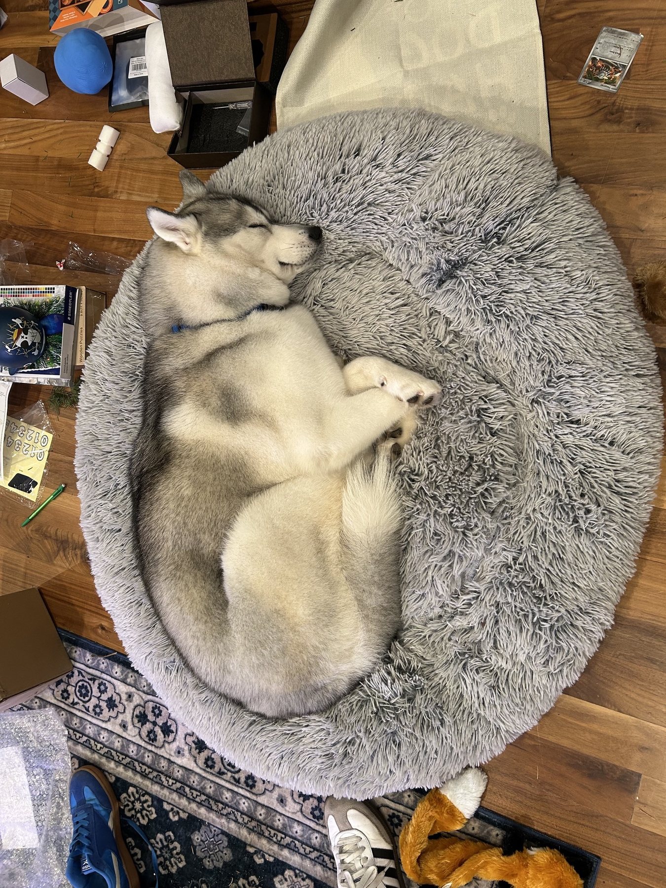 Echo curled up asleep on her bed