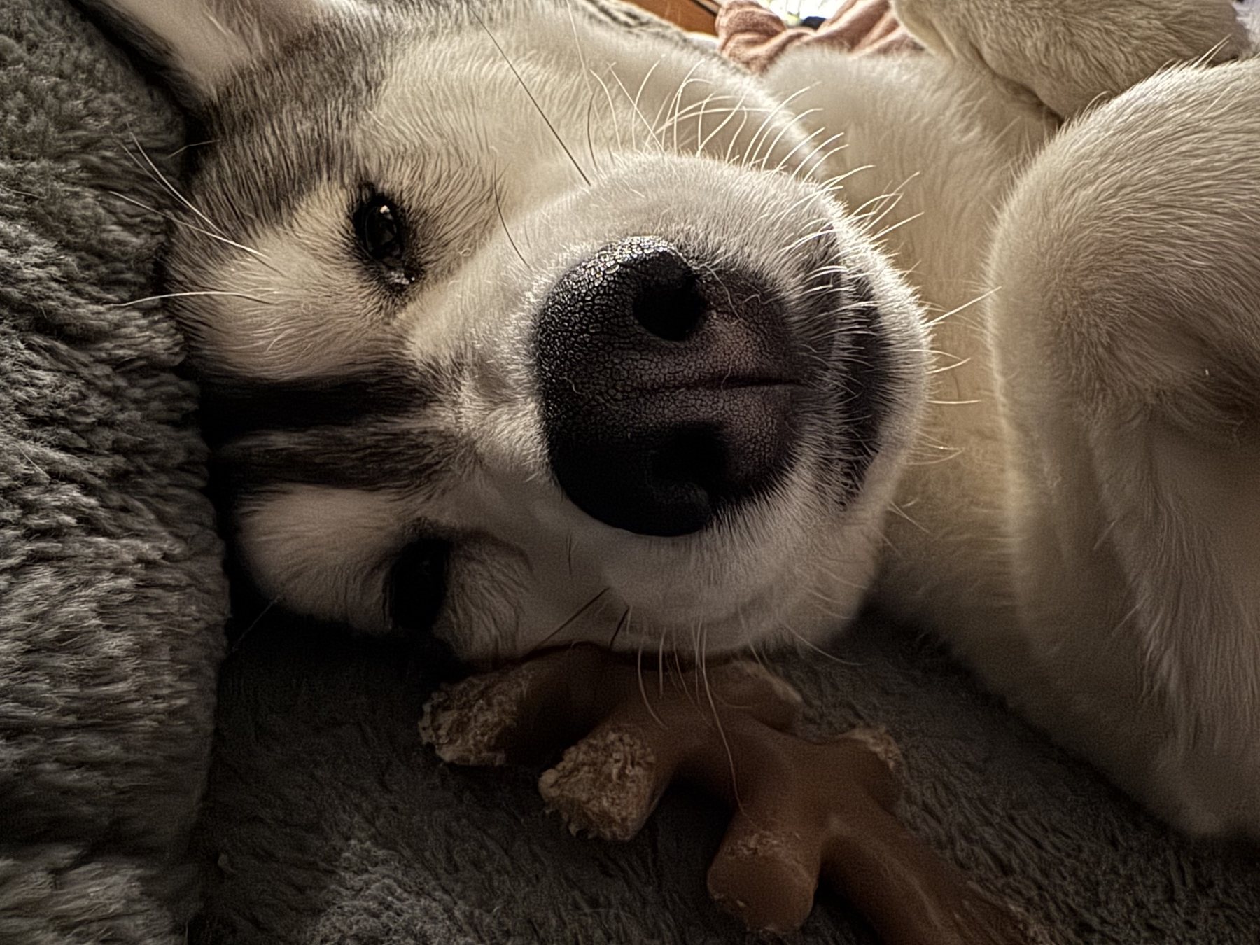 Echo resting with her nose close to the camera