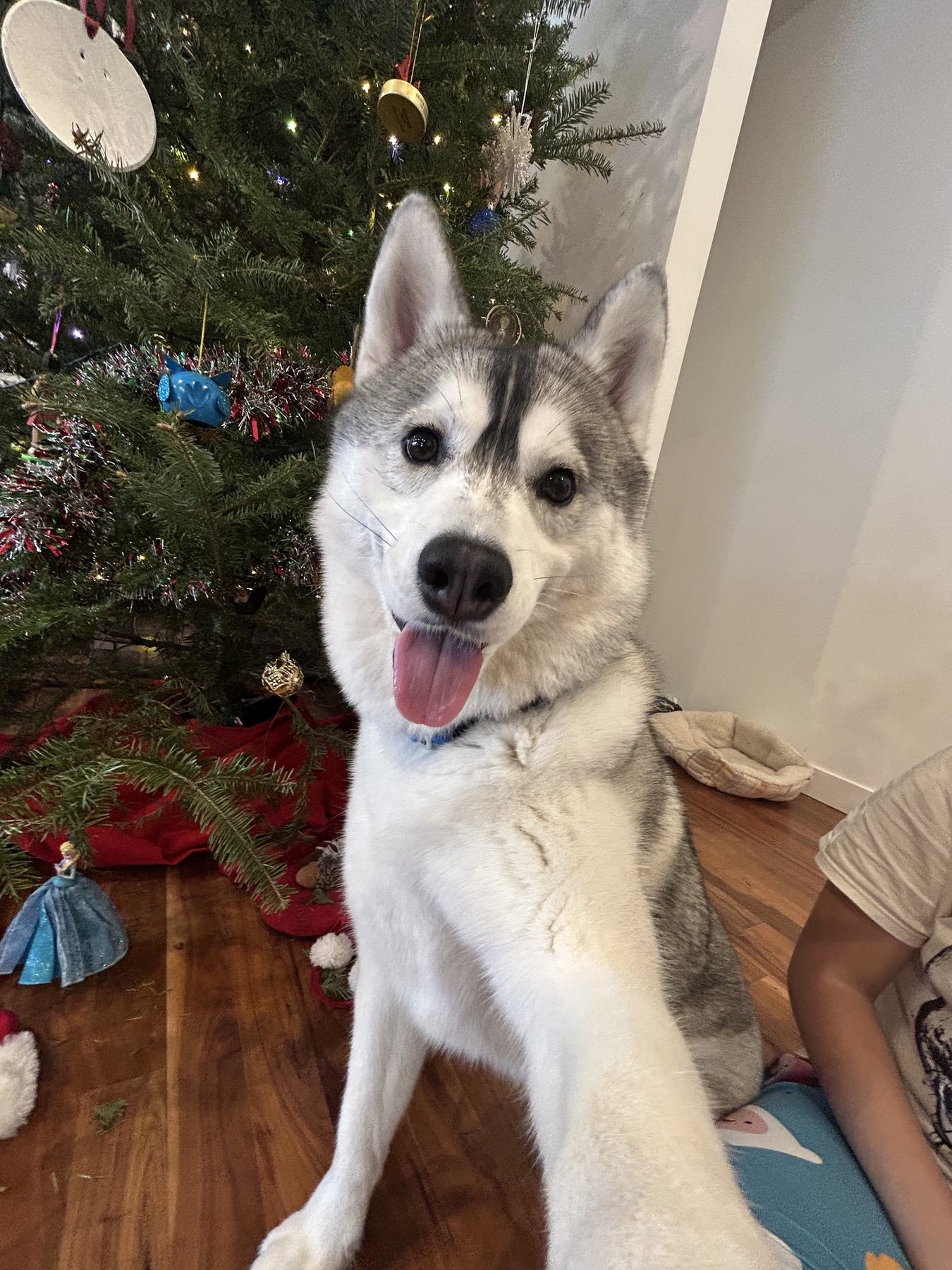 Echo sitting by a Christmas tree