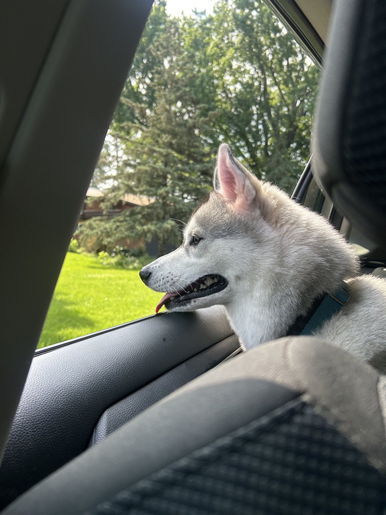 Echo looking out a car window