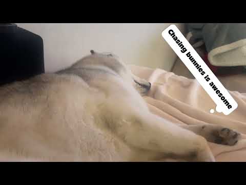 Echo Catching some Zzz's and Chasing Bunnies video thumbnail